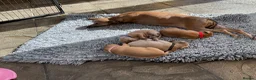 Italian Greyhound dogs for sale: Gorgeous Kc reg Italian greyhound  - Advert 18