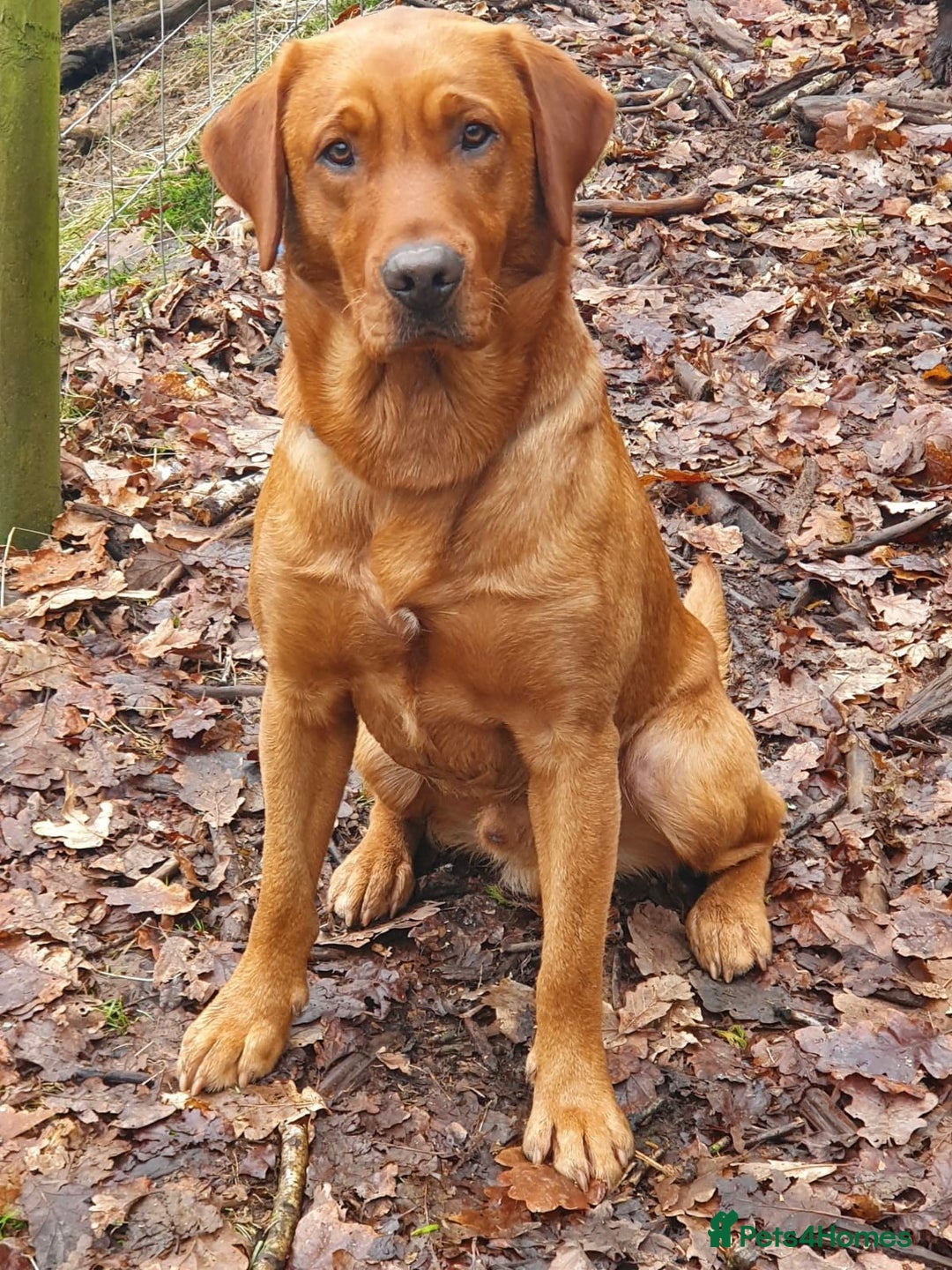 Labrador Retriever dogs for stud: For Stud KC fully health tested Red Labrador - Advert 3