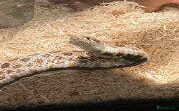 Snake reptiles for sale: Lovely Western Hognose Male - Image 1