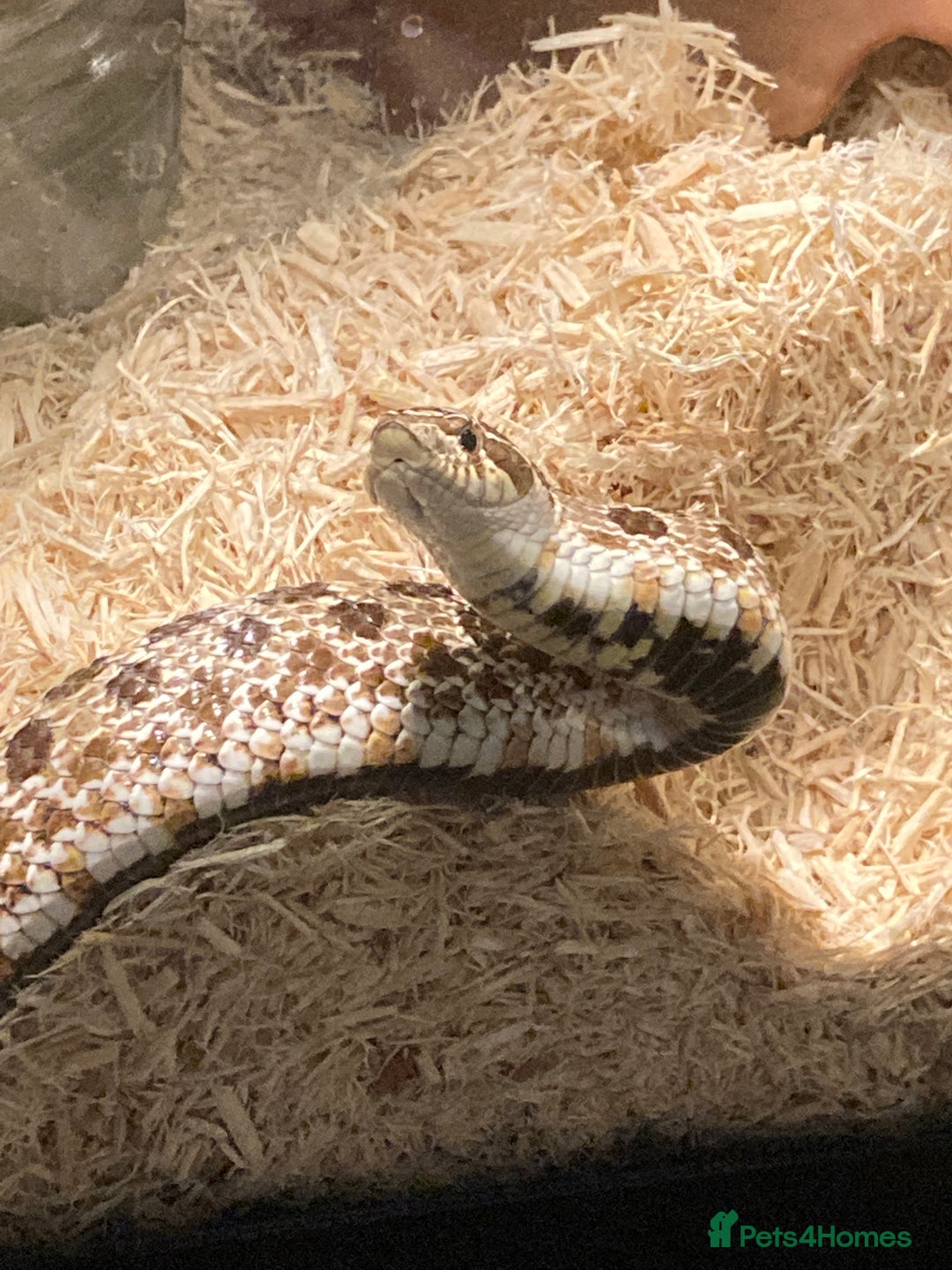 Snake reptiles for sale: Lovely Western Hognose Male - Image 1