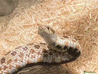Snake reptiles for sale - Advert 1