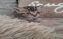 British Shorthair cats for sale: Kittens - Image 3