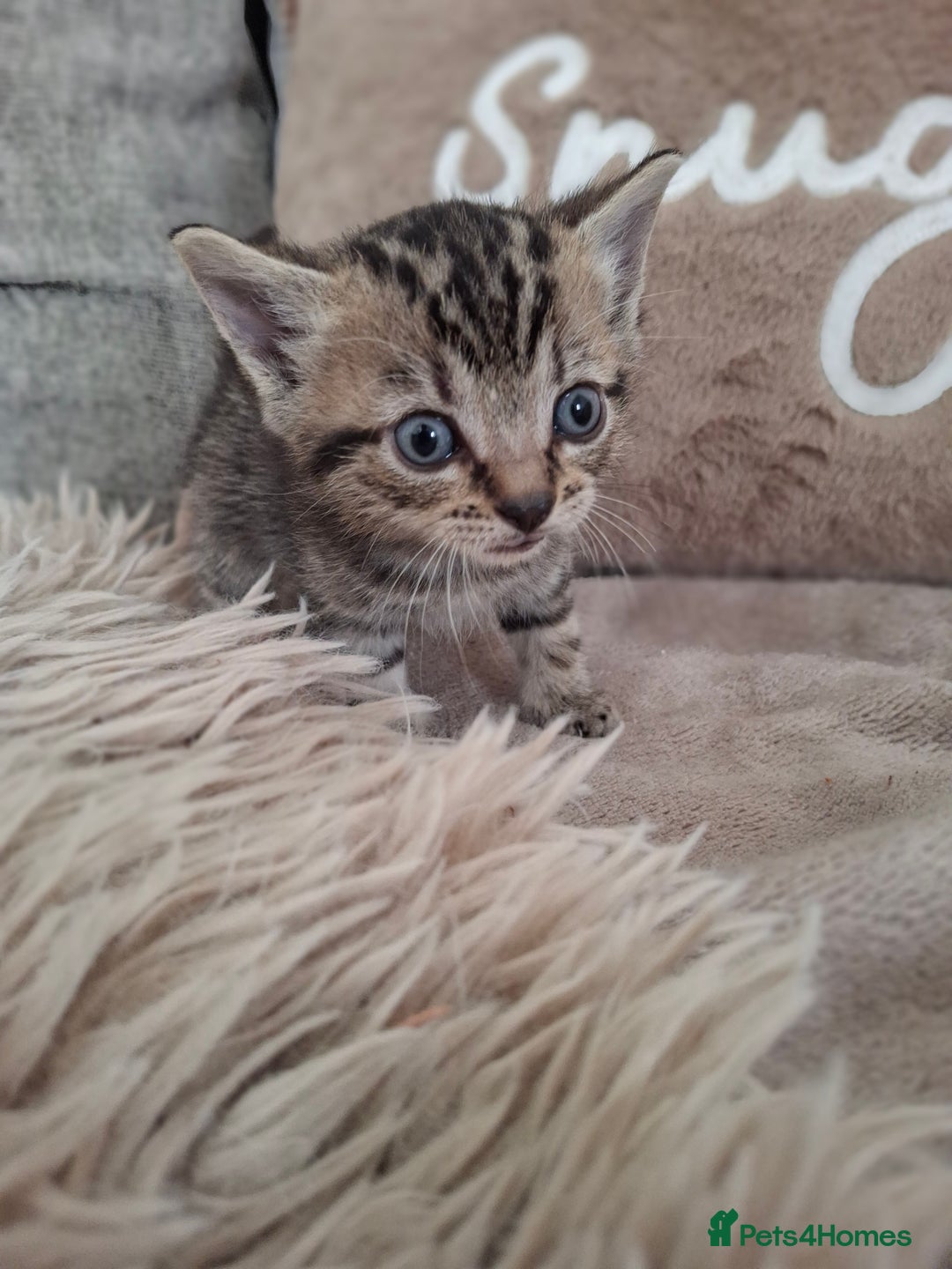 British Shorthair cats for sale: Kittens - Image 3