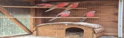 Mixed Breed birds for sale: Rosa Bourke, canaries, sliverbills & diamond doves - Advert 1