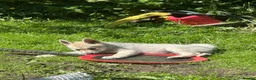 Norwegian Buhund dogs for sale: Lovely quality Norwegian Buhunds in Crumlin - Advert 12