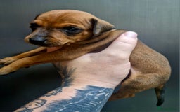 Miniature Pinscher dogs for sale: Miniature Pinscher puppies! - Image 14