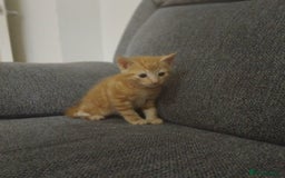 Mixed Breed cats for sale: 3 kittens for sale  - Image 7