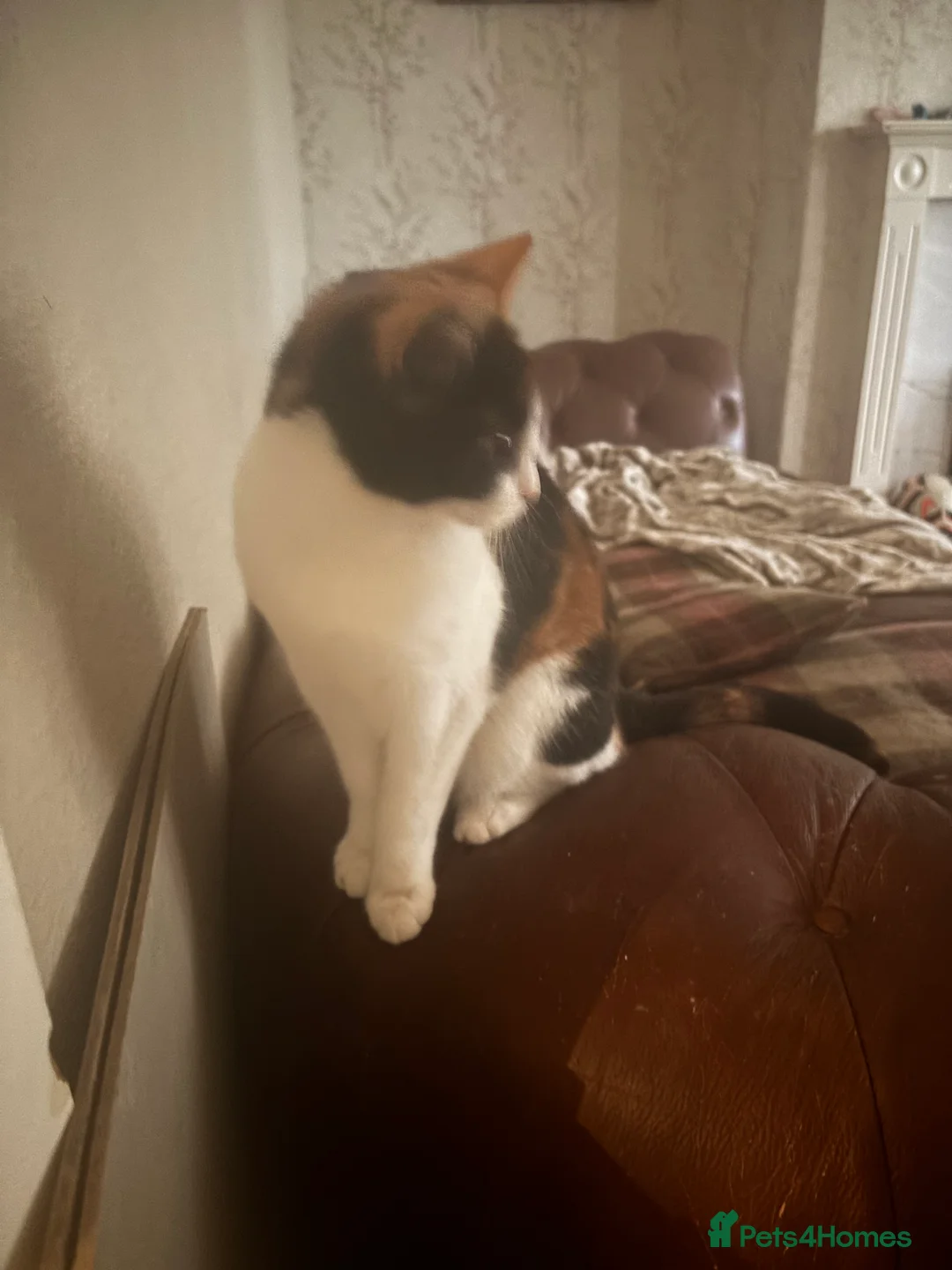 Mixed Breed cats for sale: 3 cats  **  - Advert 10
