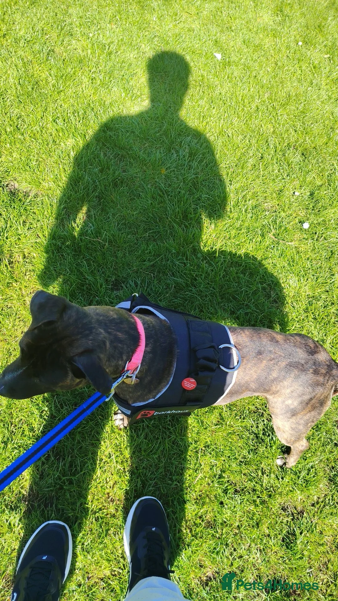 Staffordshire Bull Terrier dogs for sale: Staffordshire dog in Belfast - Advert 2