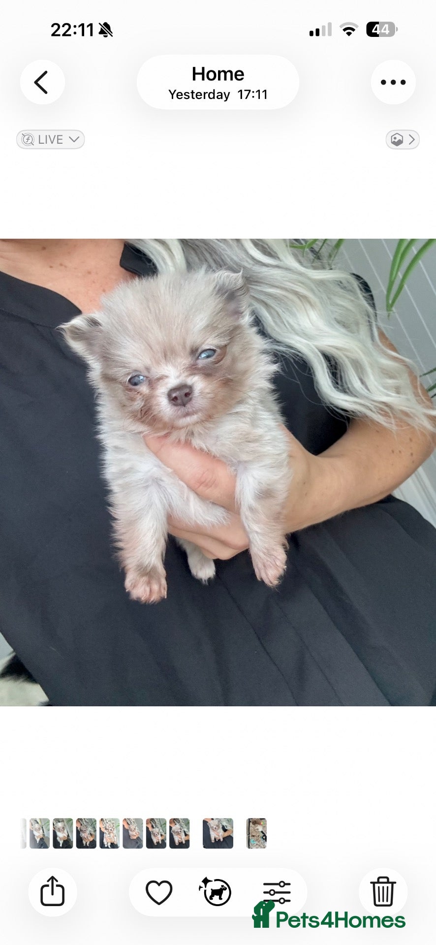 Pomeranian dogs Tiny beautiful merle Chihuahua cross Pomeranian  - Advert 13