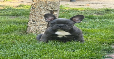 French Bulldog dogs - Advert 9