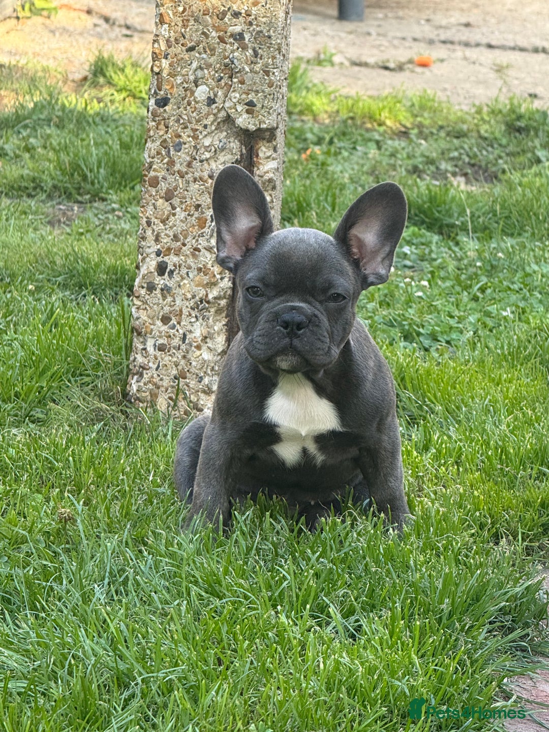 French Bulldog dogs for sale: Adorable Fresh Bulldogs🤍 - Image 7
