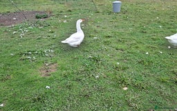 Geese poultry for sale: white embdem geese trio  - Image 3