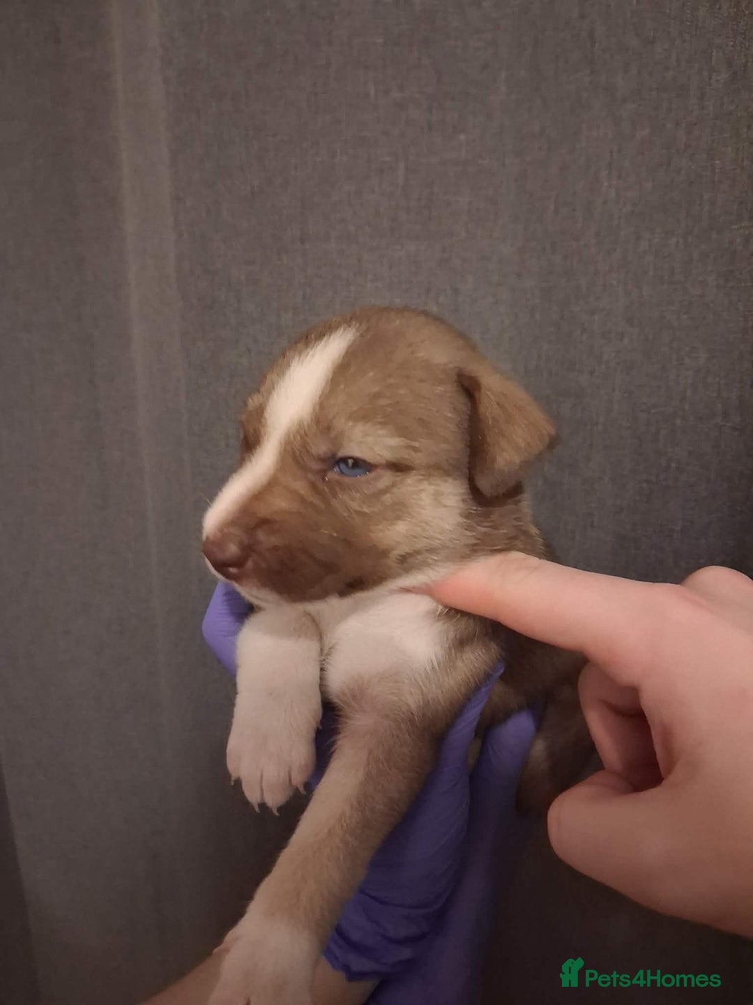 Mixed Breed dogs for sale: Agouti Husky Cross puppies  - Advert 17