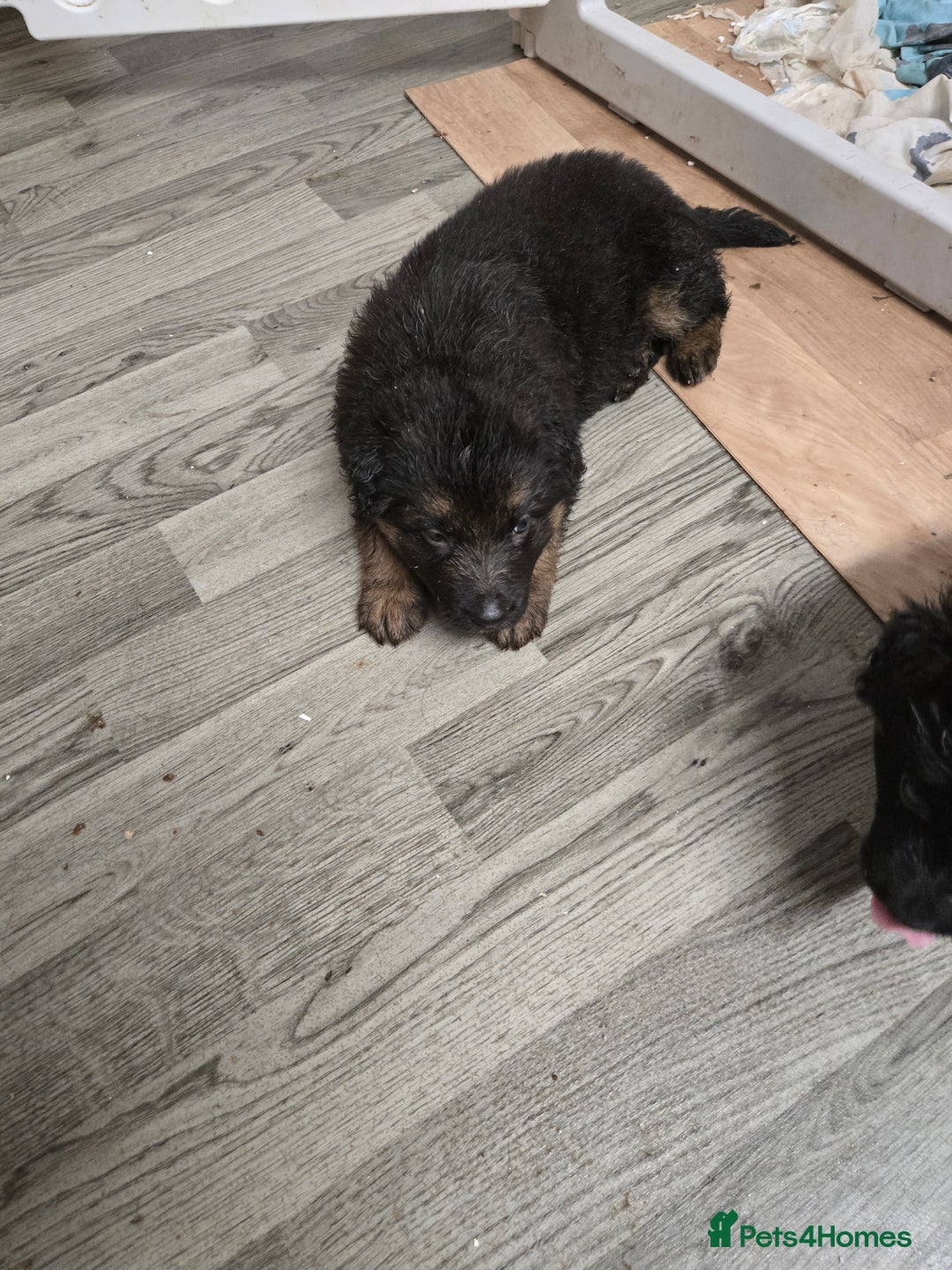 German Shepherd dogs for sale: German shepherd pups  - Advert 5