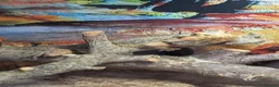 Bearded Dragon reptiles for sale: Meet Na'vi 1 year old male - Full Set Up - Advert 3