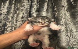 Maine Coon cats for sale: XXL Maine coons ready November  - Image 9