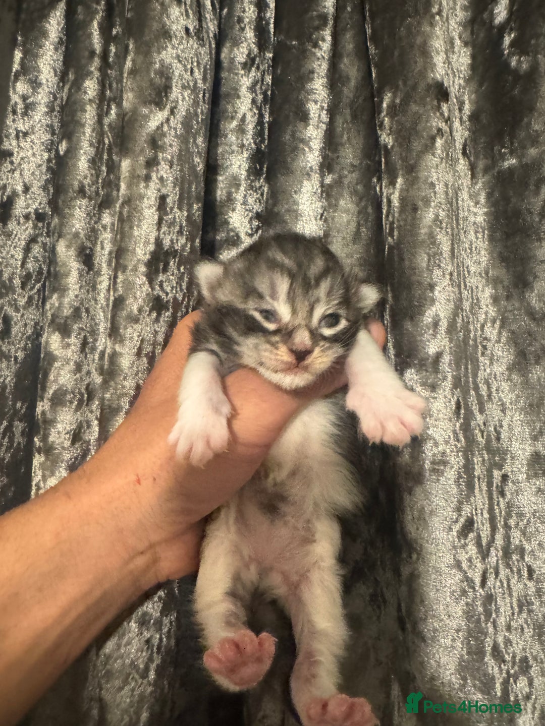 Maine Coon cats for sale: XXL Maine coons ready November  - Image 9
