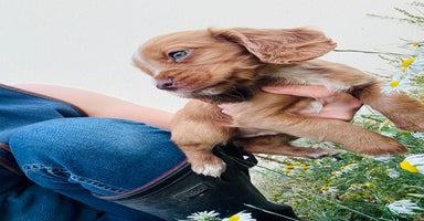 Cocker Spaniel dogs - Advert 12