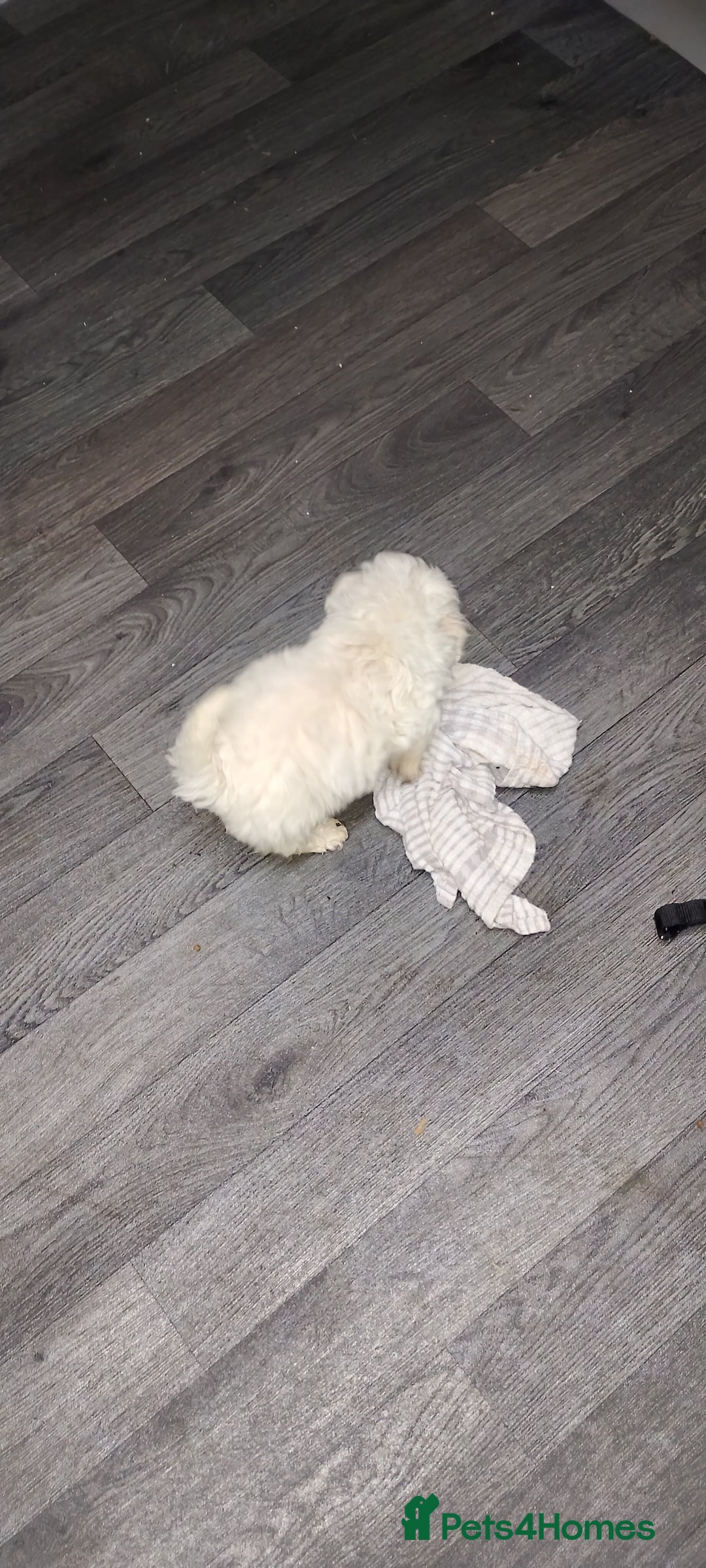 Poochon dogs for sale: Poochon  - Advert 23