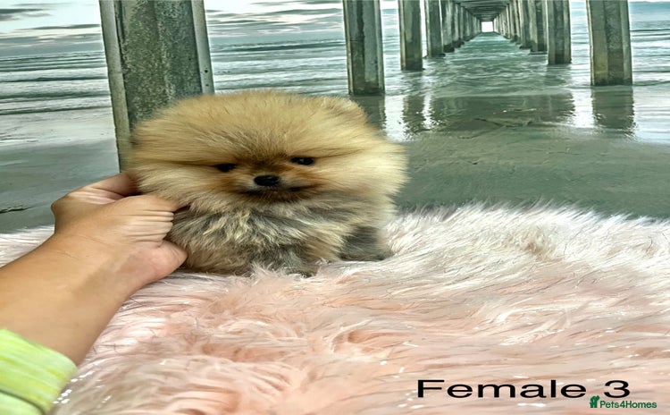 Pomeranian dogs - Advert 6