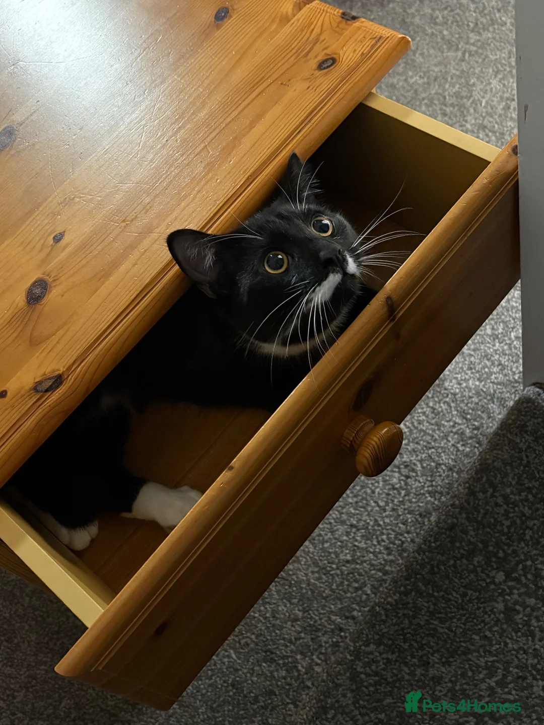Mixed Breed cats for sale: URGENT REHOME  in Doncaster - Advert 1