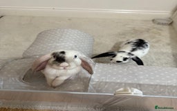 Mini Lop rabbits for sale: Mini lop rabbits for sale  - Image 4