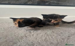 British Shorthair cats for sale: 8 adorable kittens - Image 10