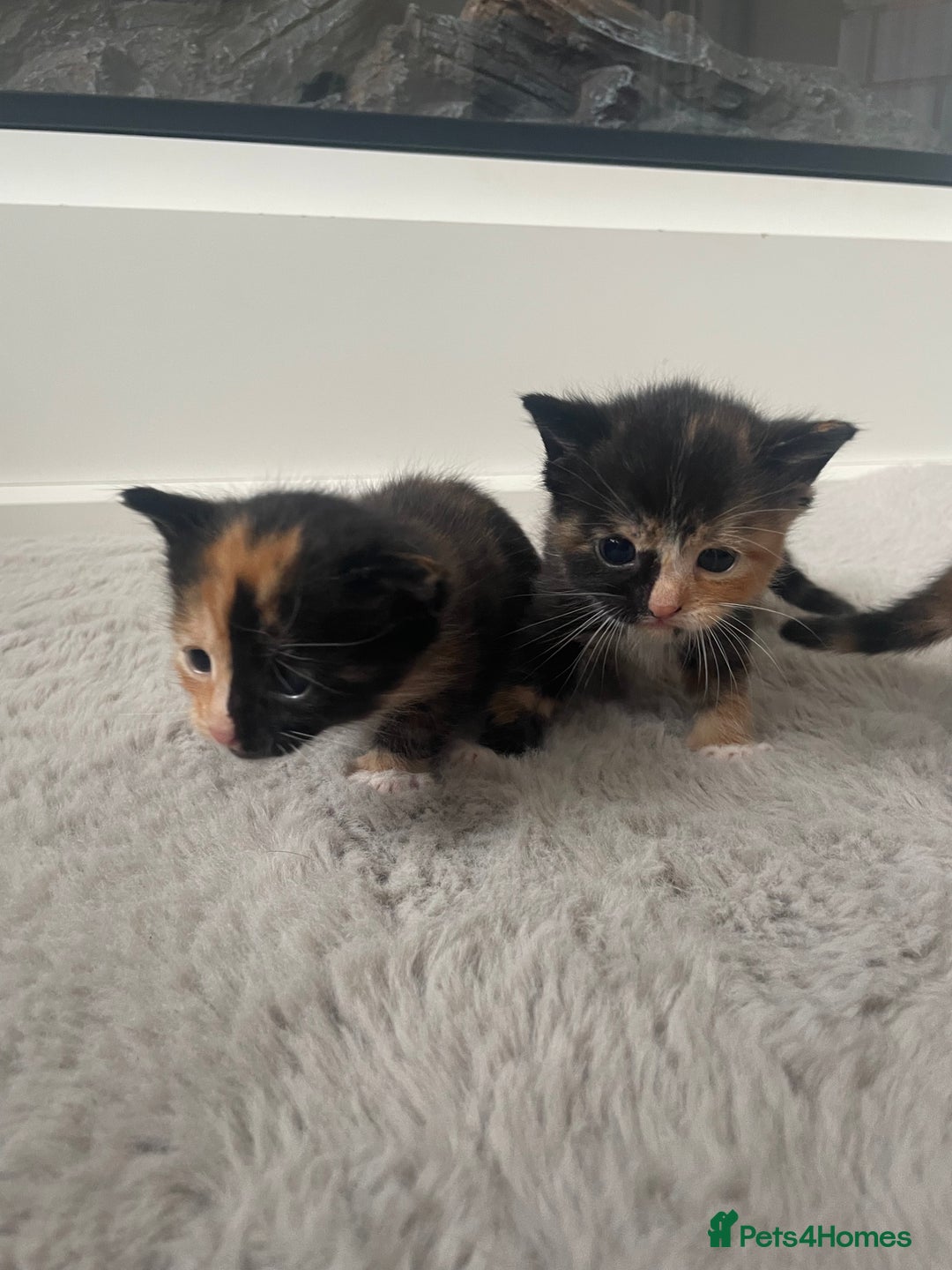 British Shorthair cats for sale: 8 adorable kittens - Image 10