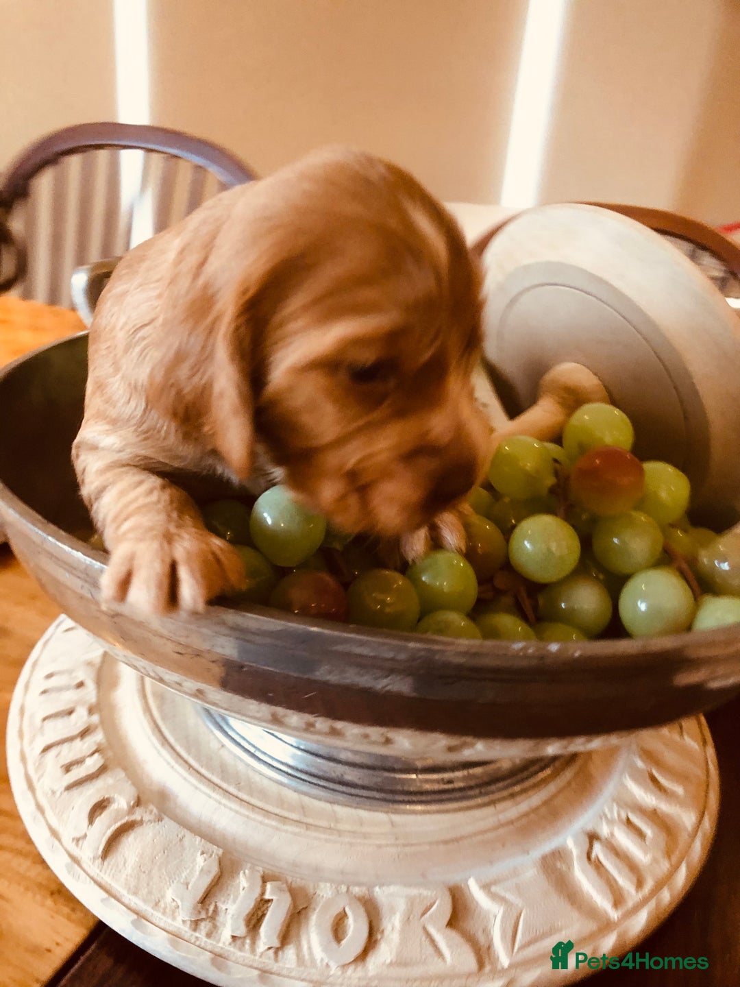Cocker Spaniel dogs for sale: GORGEOUS COCKER SPANIEL PUPPIES - Advert 15