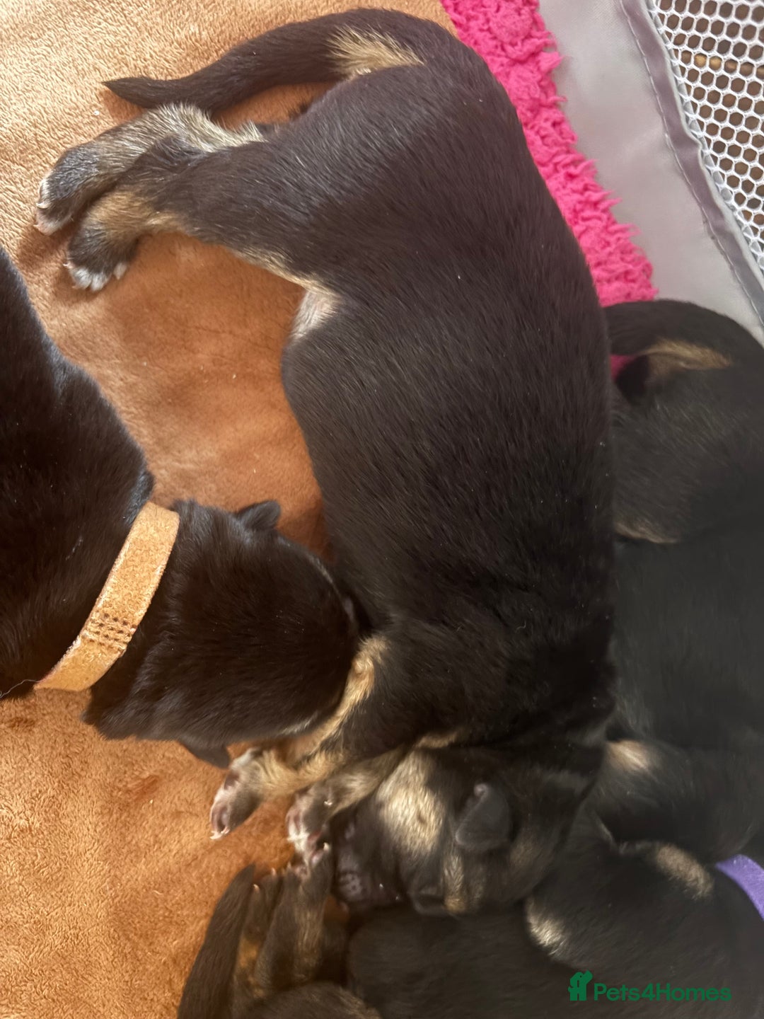 German Shepherd dogs for sale: 7 beautiful German Shepherd puppies  - Image 16
