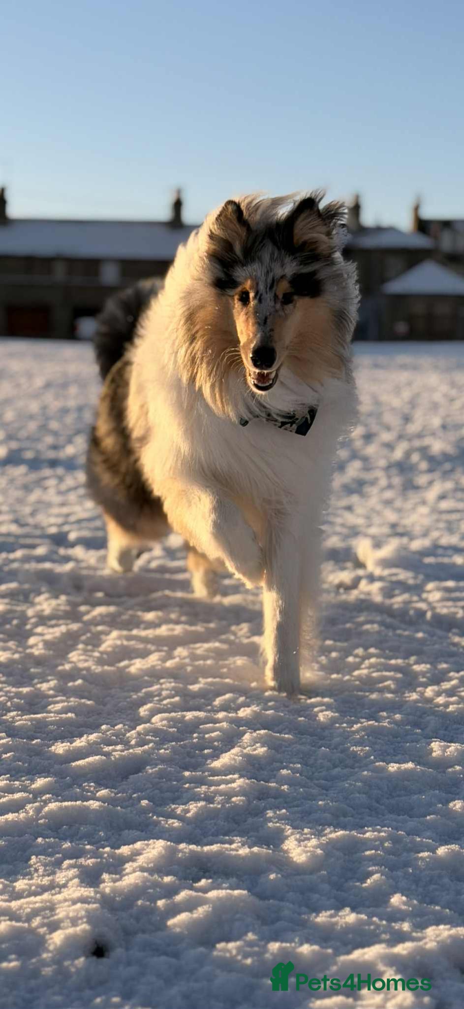 Rough Collie dogs Rough Collie, Blue Merle, 13 months old. - Advert 1