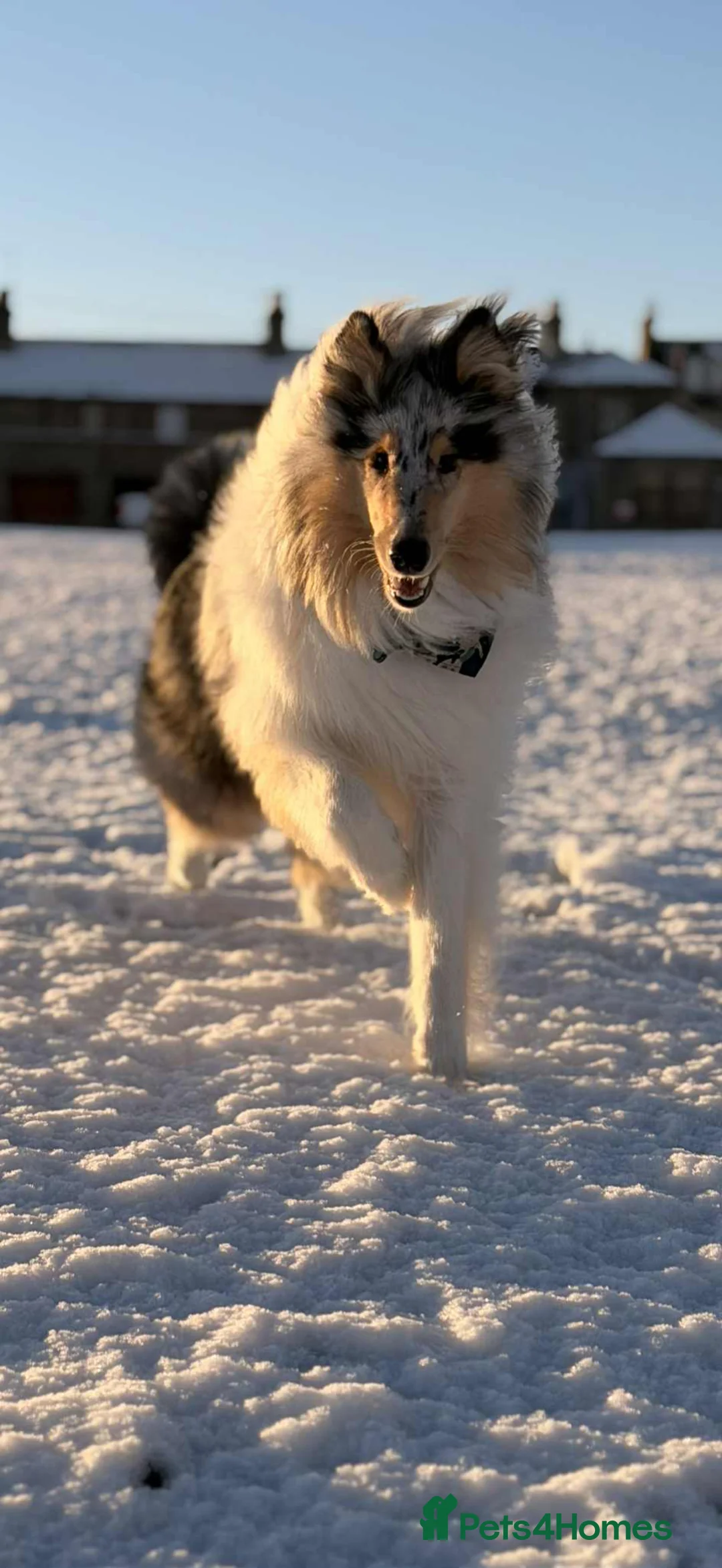 Rough Collie dogs for sale: Rough Collie, Blue Merle, 13 months old. - Advert 1