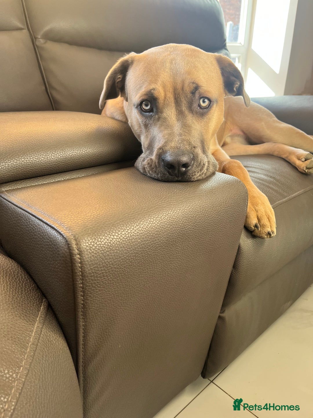 Cane Corso dogs for sale: 8 MONTH OLD CANE CORSO!  - Advert 1