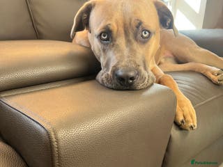 Cane Corso dogs 8 MONTH OLD CANE CORSO! - Advert 21