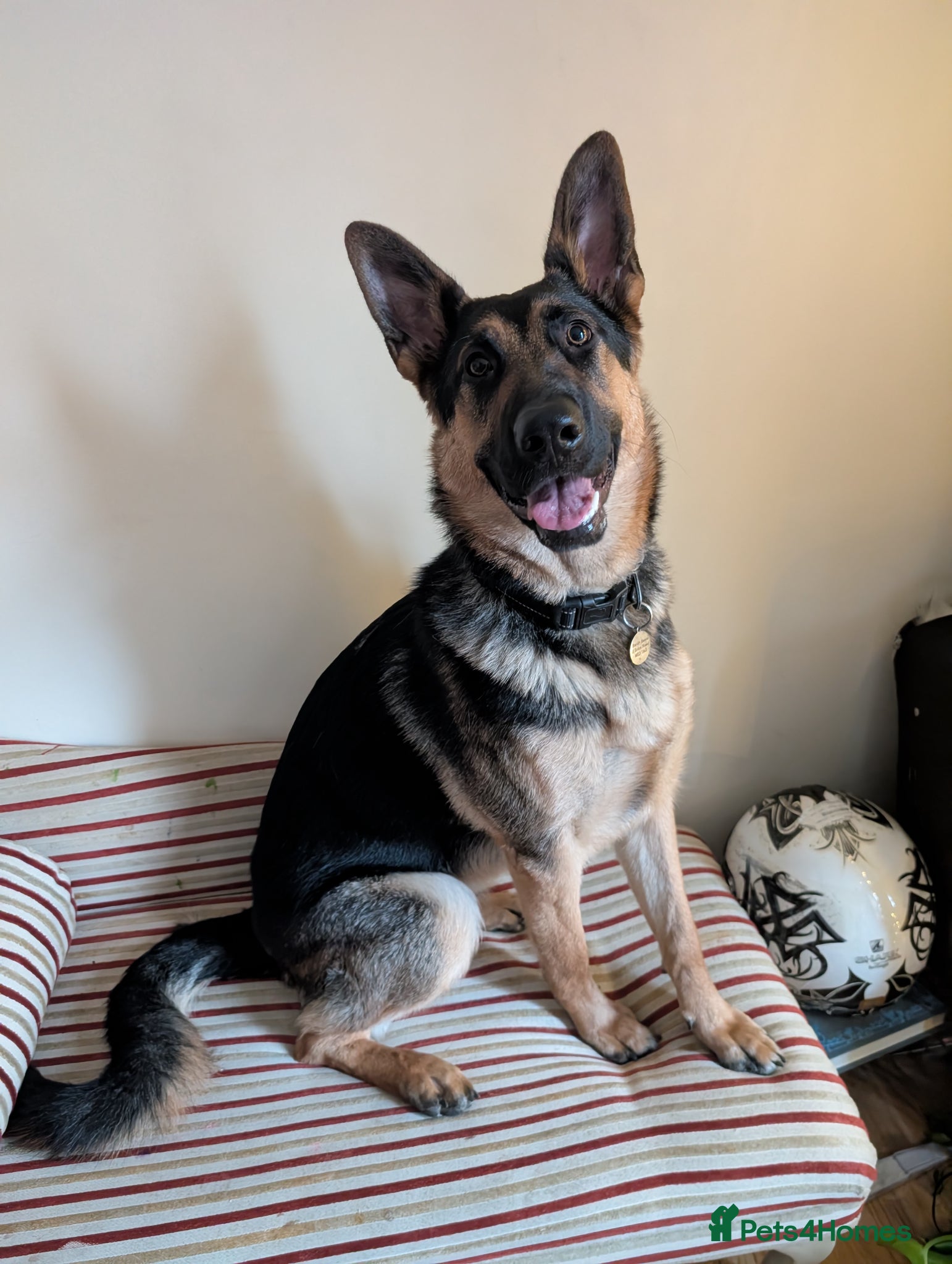 German Shepherd dogs German shepherd 9 months old - Advert 1