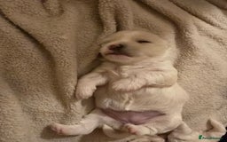 Maltese dogs for sale: 4 maltese girls ready to leave in 2 weeks! - Image 6