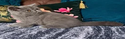 Exotic cats for sale: Exotic Shorthair Kittens For Sale - Advert 30