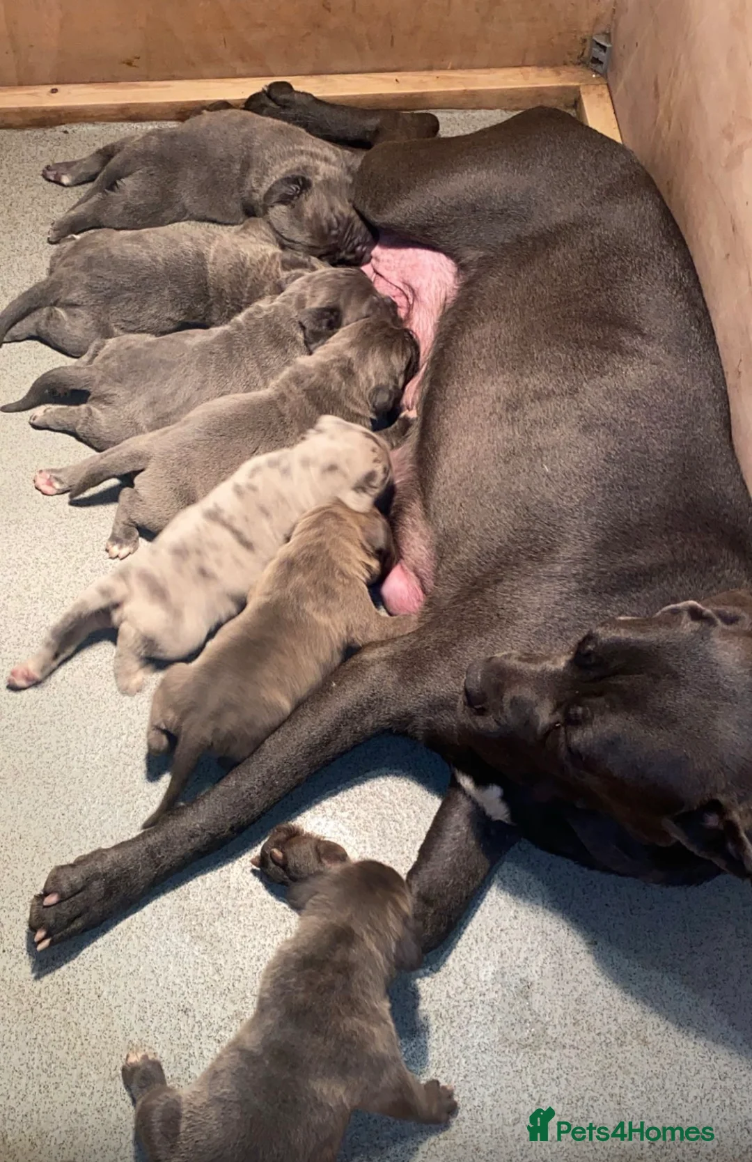 Cane Corso dogs for sale: Cane corso champion bloodline pups  - Advert 17