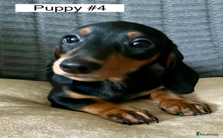 Miniature Dachshund dogs - Advert 15
