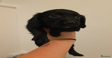 Cocker Spaniel dogs - Advert 2