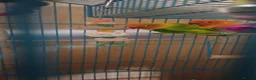 Lovebirds birds for sale: Two lovebirds with cage - Advert 6
