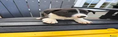 Border Collie 3