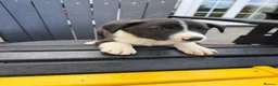 Border Collie dogs for sale: Border collie pups for sale - Advert 4