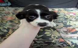 Mixed Breed dogs for sale: 10 week old bassest cocker spaniel cross puppies - Image 10