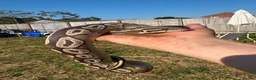Corn Snake reptiles for sale: 1 king 5 corns 2 pythons  - Advert 7