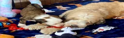 Tibetan Terrier dogs for sale: Beautiful Kc Registered Tibetan Terrier Puppies - Advert 9