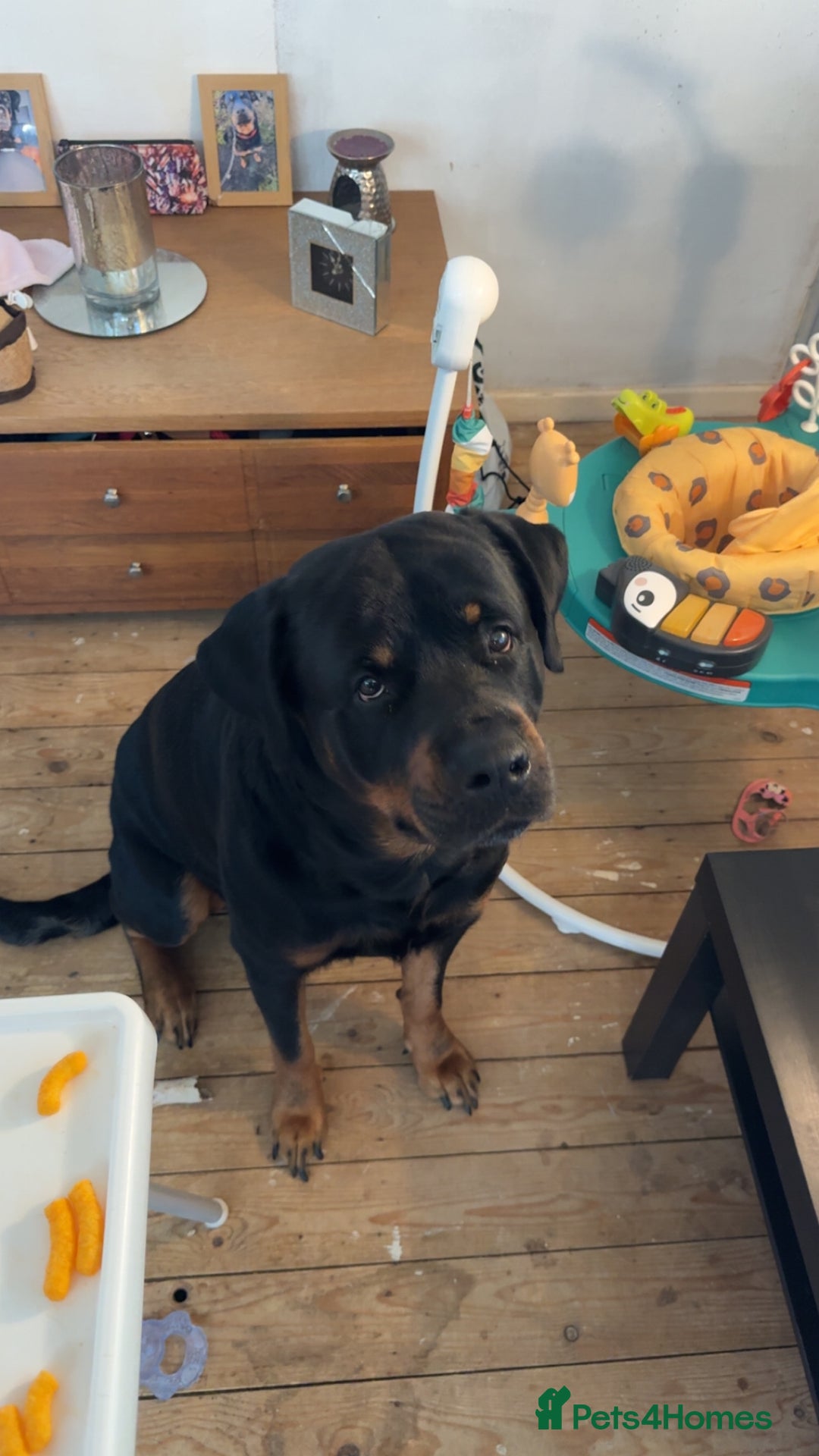 Rottweiler dogs for stud: Rottweiler Male For Stud - Image 3