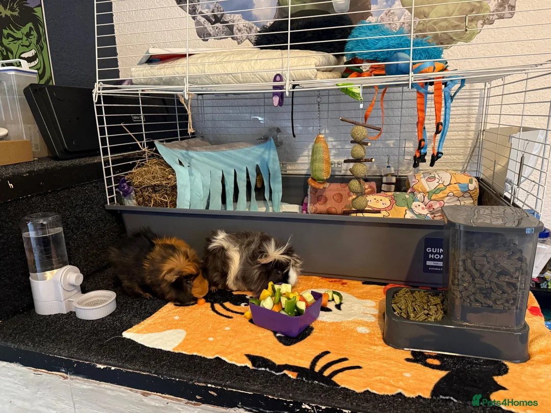Guinea Pig rodents for sale: Pair of Male 10MonthOld Guinea Pigs w/ Full Setup in Birmingham - Advert 9