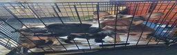 French Bulldog dogs for sale: French bulldog - Advert 9